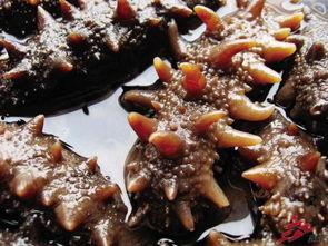 烟台海参爆料视频最新版,品质真相与行业乱象